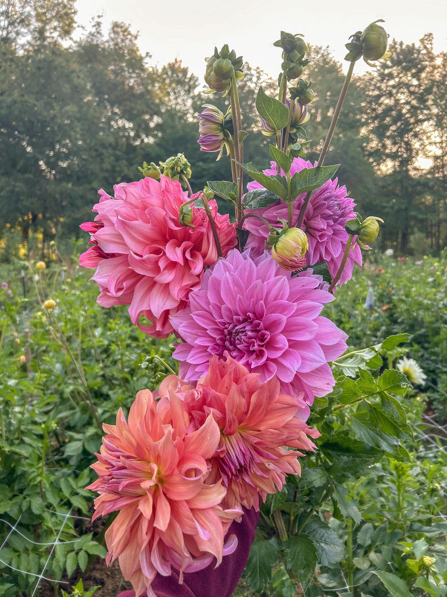 2024 Dahlia Subscription