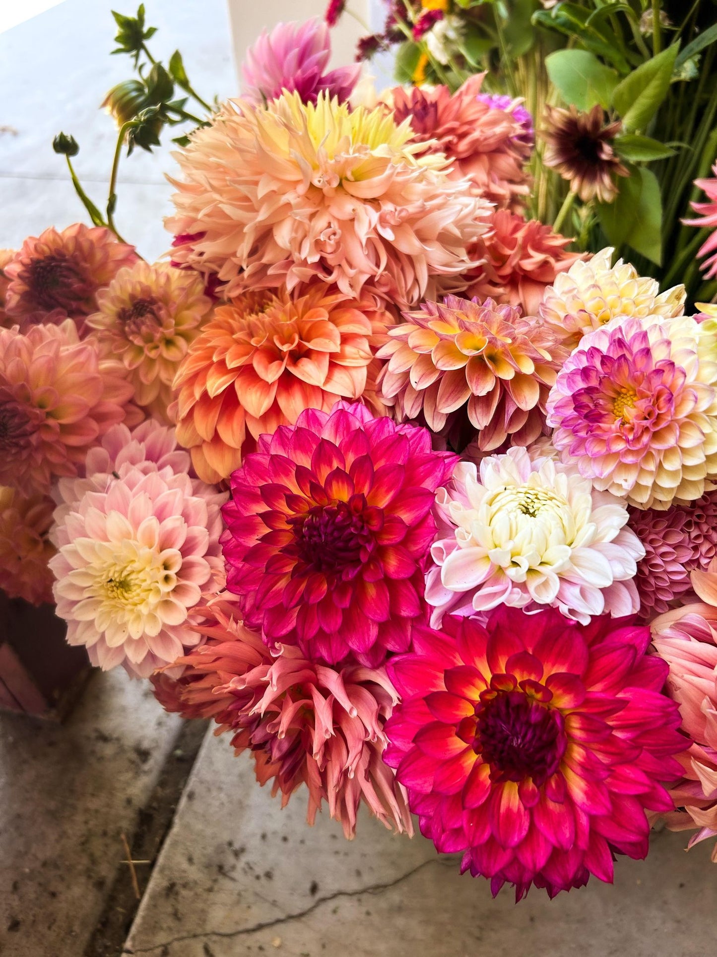 2024 Dahlia Subscription