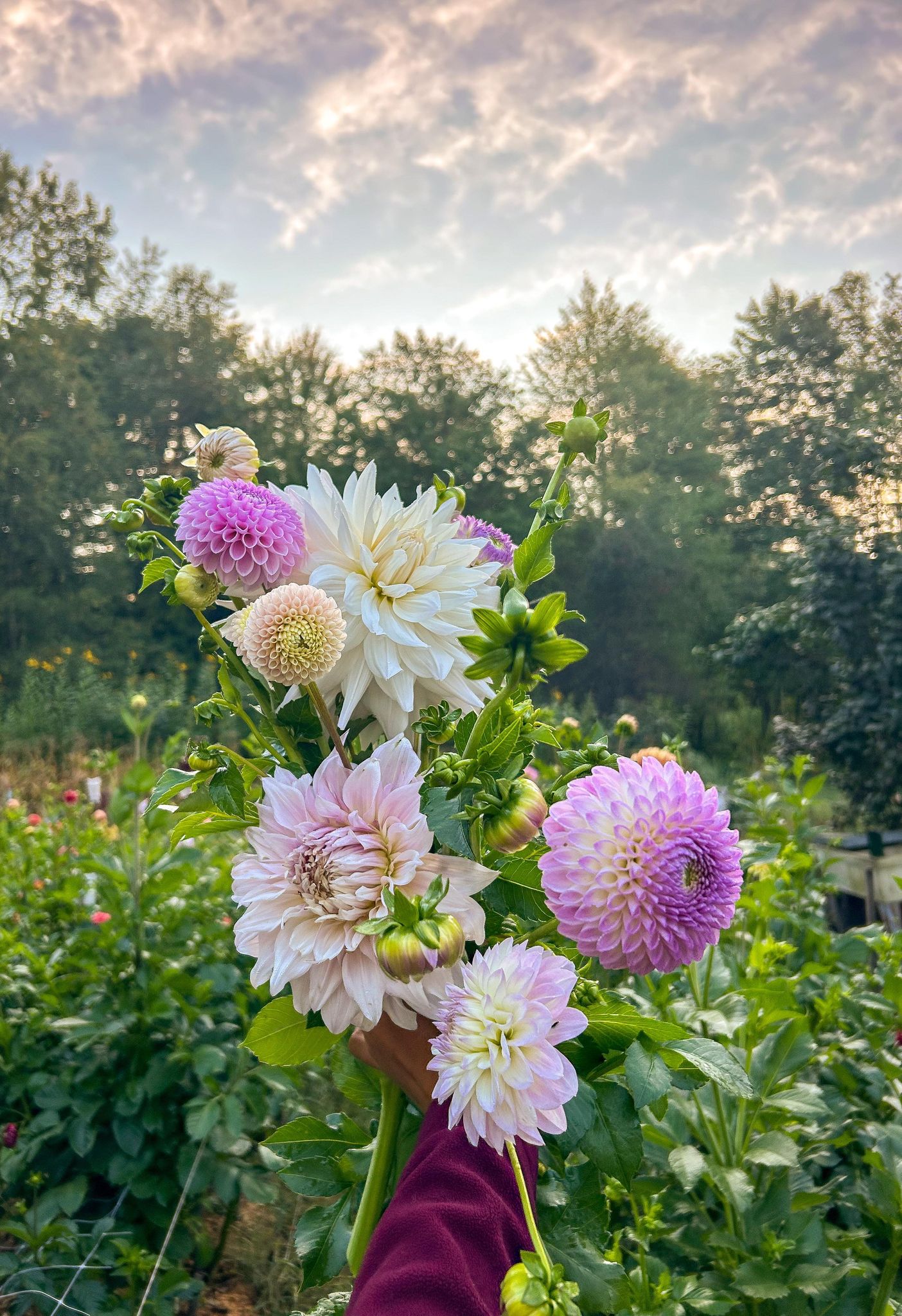 2024 Dahlia Subscription